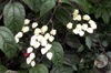 Inflorescence : Clérodendron grimpant, Clérodendron de Thomson. Clerodendrum thomsoniae