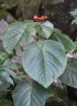 Clerodendrum speciosissimum. Clerodendron de java.