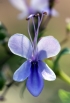 Fleur Rotheca myricoides.