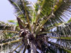 Cocotier noix de coco