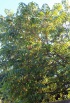 Annona reticulata L