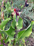 Conflore Canna indica Fleur