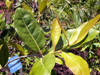 Homalium paniculatum, Corce blanc,  espèce endémique de la Réunion