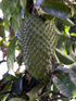 Fruit Corossol Corossolier Annona muricata
