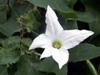 Fleur : Courge écarlate, Tindola, Coccinia grandis.