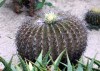 Echinocactus grusonii. coussin de belle-mère.