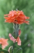 Crossandra infundibuliformis. Fleur de La Réunion.