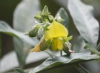 Fleur Crotalaria berteroana DC.