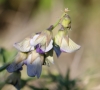 Crotalaria verrucosa L. Fleur.