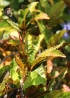 Croton. Codiaeum variegatum.
