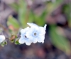 Cynoglossum borbonicum. Fleur bleue.