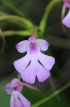 Cynorkis purpurascens Thouars. Orchidée de La Réunion