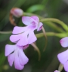 Cynorkis purpurascens Thouars. Orchidée de La Réunion