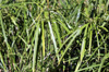 Cyperus involucratus Rottb. Cyperus à feuilles alternes