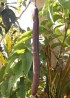 Fruit Cassia fistula.