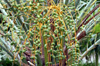 Dattes les fruits du Palmier dattier Phoenix dactylifera