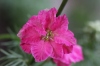 Fleur rose Delphinium ambiguum L.