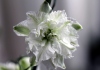 Fleur blanche Delphinium ambiguum L.