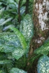 Dieffenbachia seguine. Feuilles et fruits