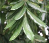 Dimocarpus longan Lour.