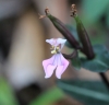 Disperis cordata Sw, Orchidée de La Réunion.