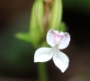 Disperis oppositifolia Sm, orchidée de La Réunion