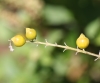 Duranta serratifolia (Griseb.) Kuntze.