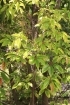 Elaeocarpus serratus L. Olivier de Ceylan.
