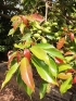 Elaeocarpus serratus L, olives de ceyland