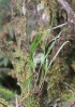 Elaphoglossum acrostichoides (Hook. et Grev.) Schelpe.