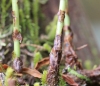 Elaphoglossum acrostichoides (Hook. et Grev.) Schelpe.