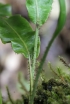 Elaphoglossum aubertii (Desv.) T. Moore.