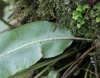 Elaphoglossum aubertii (Desv.) T. Moore.