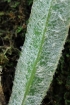 Elaphoglossum heterolepis (Fée) T. Moore.