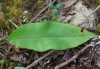 Elaphoglossum hybridum (Bory) Brack. var. hybridum.