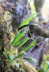 Elaphoglossum lepervanchei (Bory ex Fée) T. Moore.