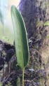 Elaphoglossum lepervanchei.