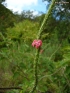 Stachytarpheta mutabilis, Épi rose, Bois de chenilles rouge