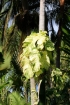 Epipremnum pinnatum (L.) Engl.