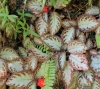 Episcia cupreata (Hook.) Hanst.