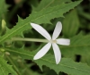 étoile de Bethléem ou Lastron blanc. Hippobroma longiflora