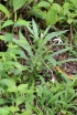 étoile de Bethléem ou Lastron blanc. Hippobroma longiflora