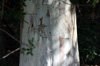 Tronc : Eucalyptus tereticornis