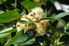 Eucalyptus robusta Sm. Fleurs.