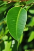 Eucalyptus robusta Sm. Feuille.