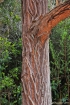 Eucalyptus robusta Sm. Tronc.