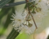 Eucalyptus tereticornis. Fleurs.