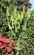 Euphorbia cooperi.