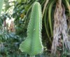 Euphorbia cooperi. Cactus de La Réunion.