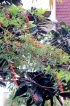 Euphorbia fulgens Karw. ex Klotzsch.